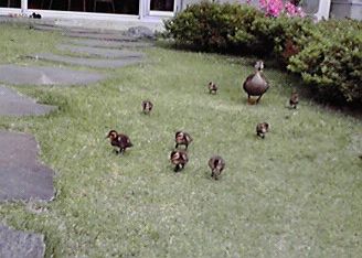 2010051012310001.jpg