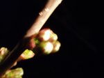 P1010017.JPG