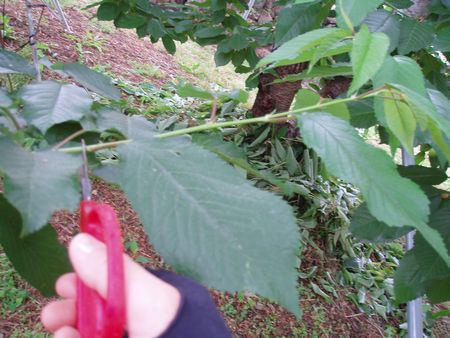 さくらんぼのピンチ作業 六葉摘芯 ろくようてきしん 宮本農園 さくらんぼ通信