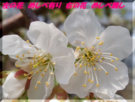 PHOTO178比較.jpg