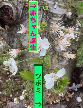 ketujitu16.4.13.jpg