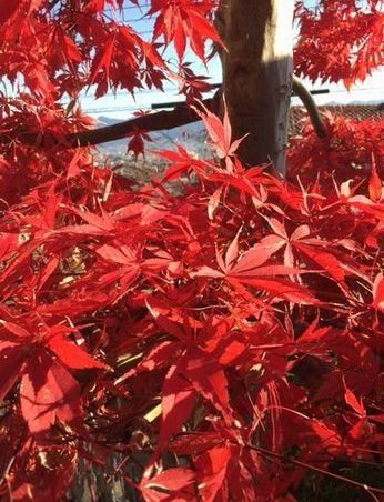 niwa12.12.4.jpg
