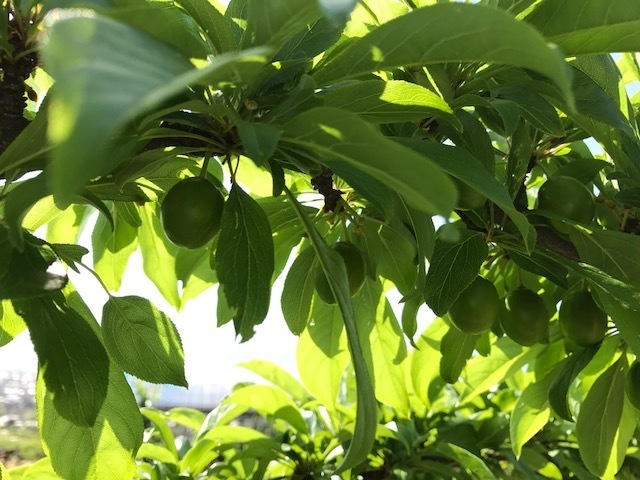 puramu17.5.7.jpg