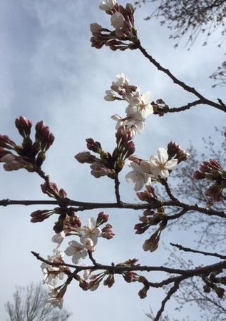 sakura3.28.jpg