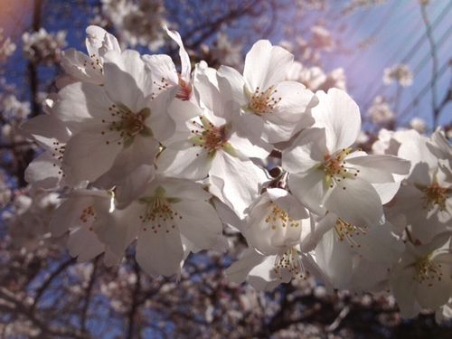 sakura6.jpg