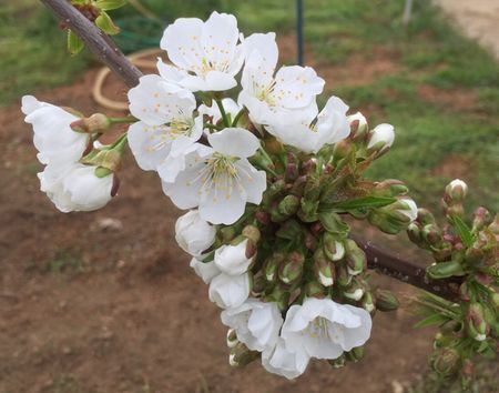 sakurakaika16.4.2.jpg