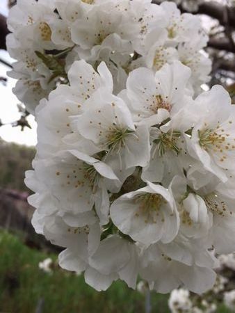 satouhana16.4.13.jpg