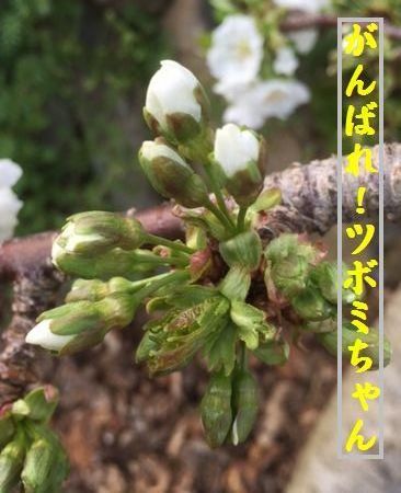 tubomi15.4.17.jpg