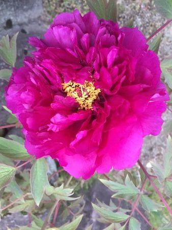 botann4.16-2.jpg