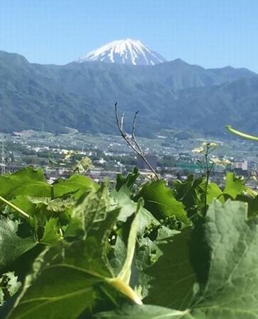 fuji16.5.12-3.jpg