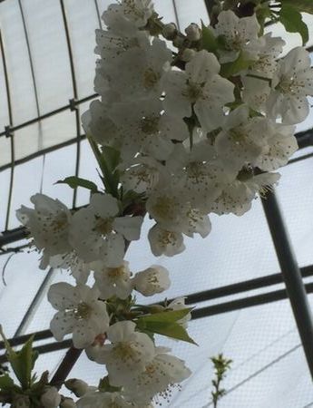 hana16.4.8.jpg