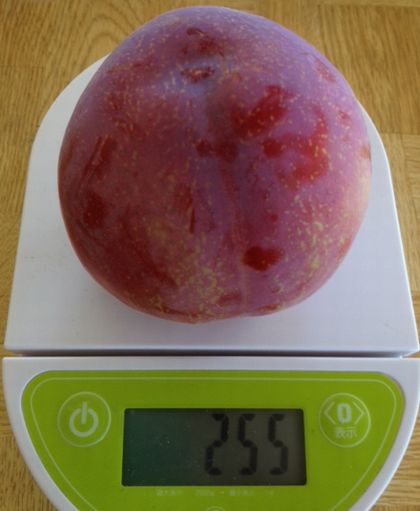 kiyou8.jpg