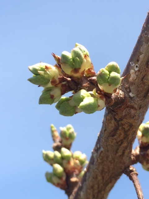 kiyoububomi17.3.18.jpg