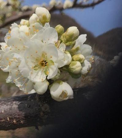puramuhana17.3.25.jpg