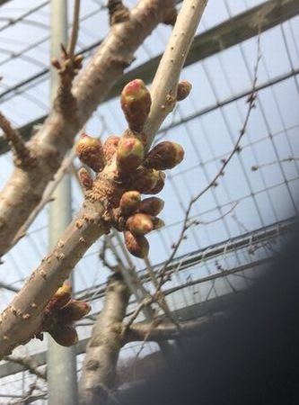 sakurahana17.3.25.jpg