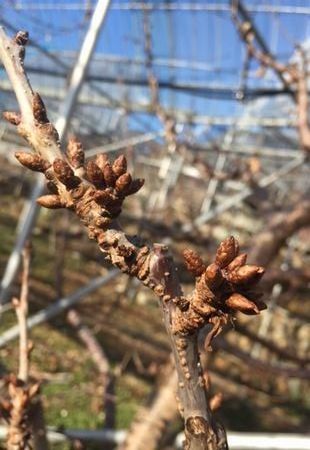 tubomi16.2.11.jpg